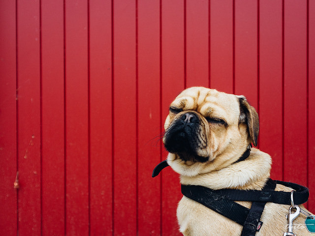 pet-safety-tips-fall-autumn-barn-pug