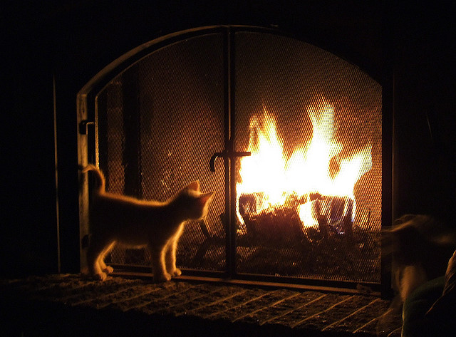 pet-safety-tips-fireplace-fall-cat-autumn-warm