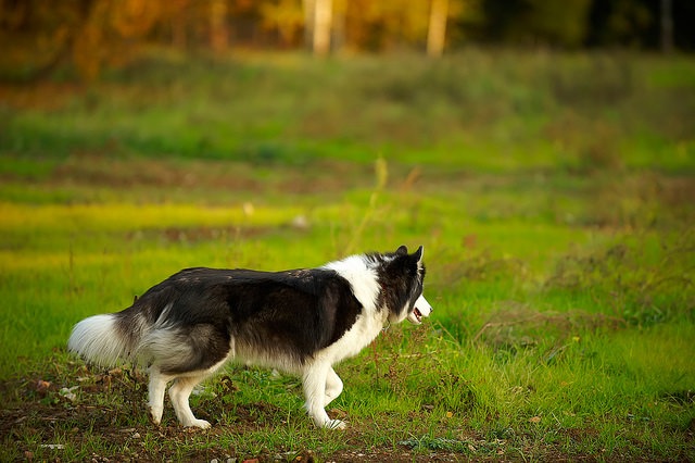 pet-safety-tips-outdoor-husky-dog