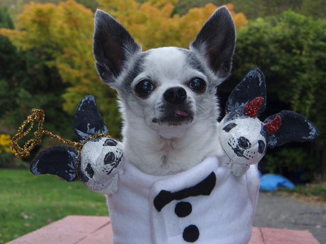 pet-safety-tips-autumn-fall-halloween-costume