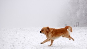 outdoor-pet-safety-tips-winter-dog-running-walk-snow