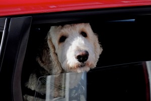 outdoor-pet-safety-tips-dog-car-cold-winter