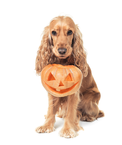 Pet Halloween Safety Tips