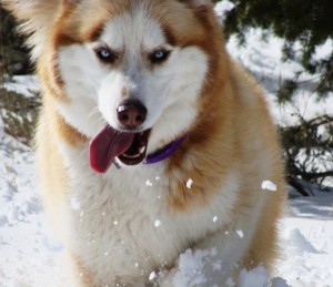 outdoor-pet-safety-tips-husky-coat-winter