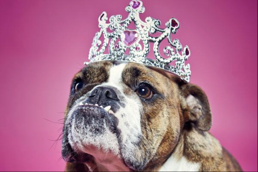 dog crowns and tiaras